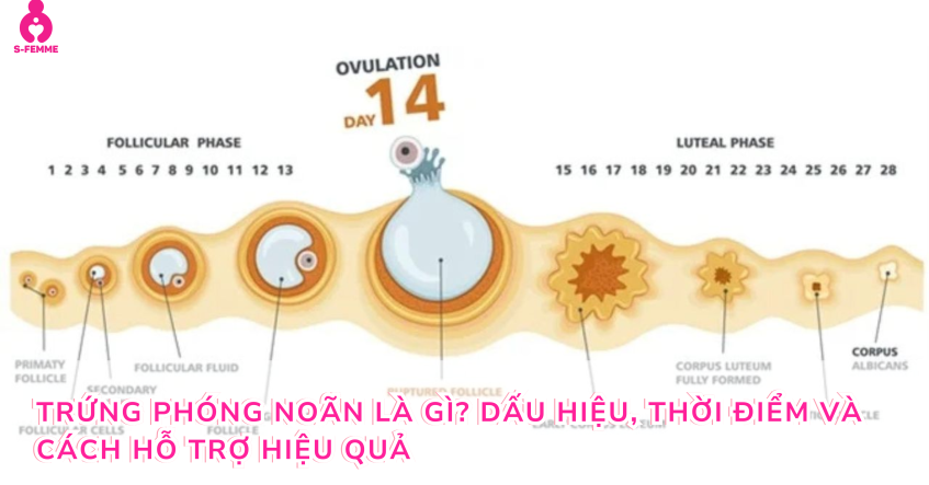 Trứng phóng noãn là gì? Dấu hiệu, thời điểm và cách hỗ trợ hiệu quả