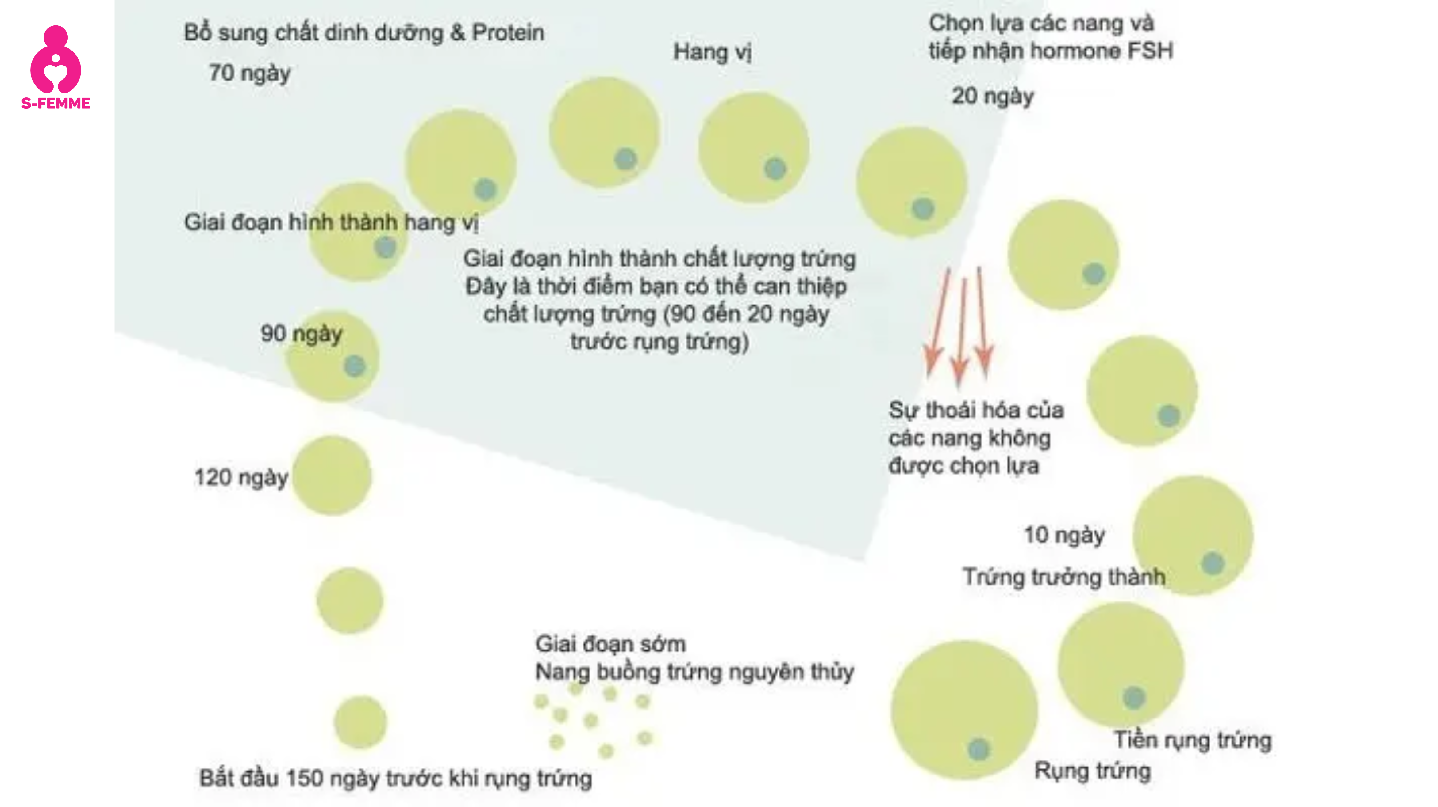 vòng đời của trứng - 90 ngày