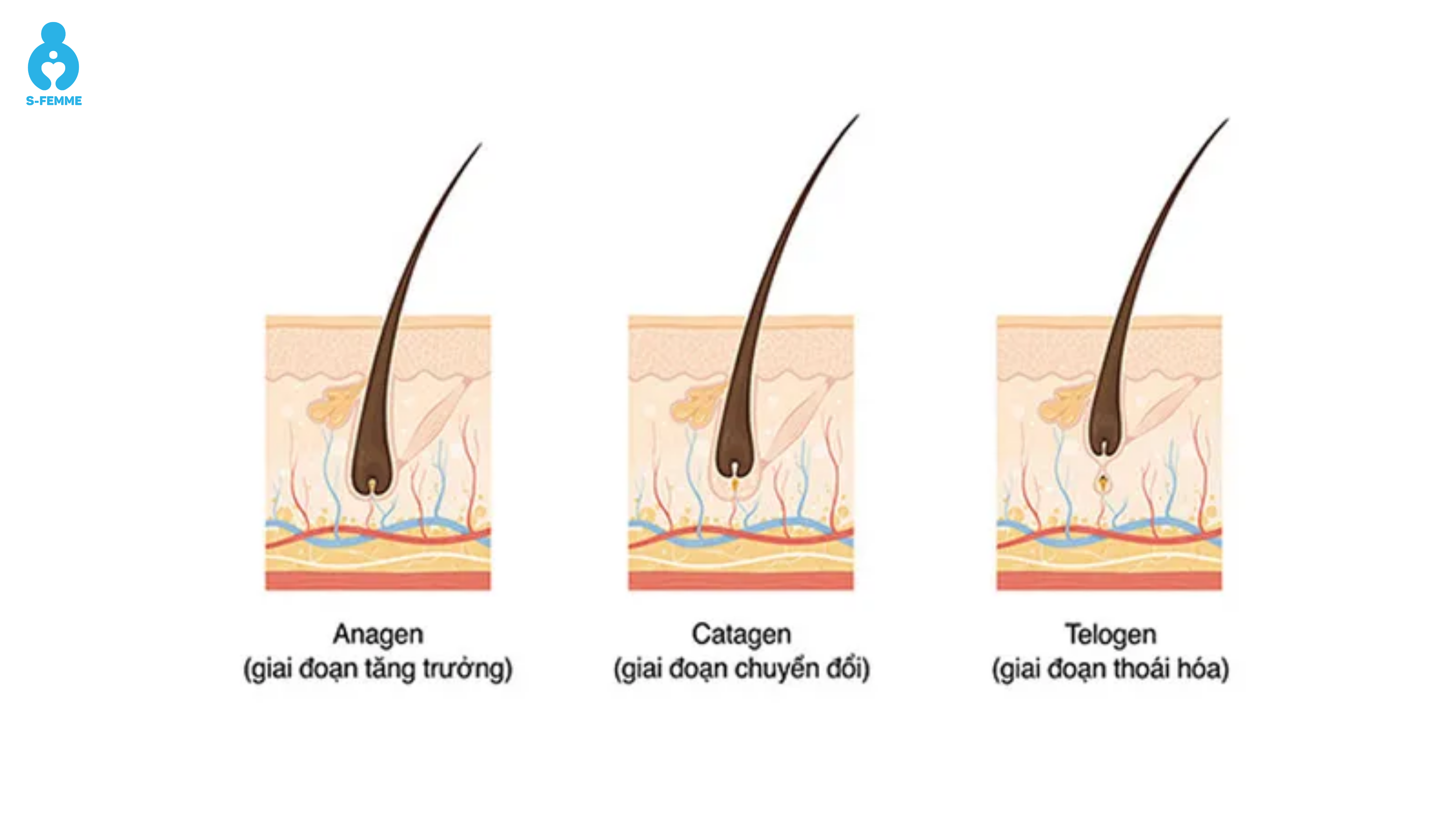 Chu kỳ sinh trưởng của tóc