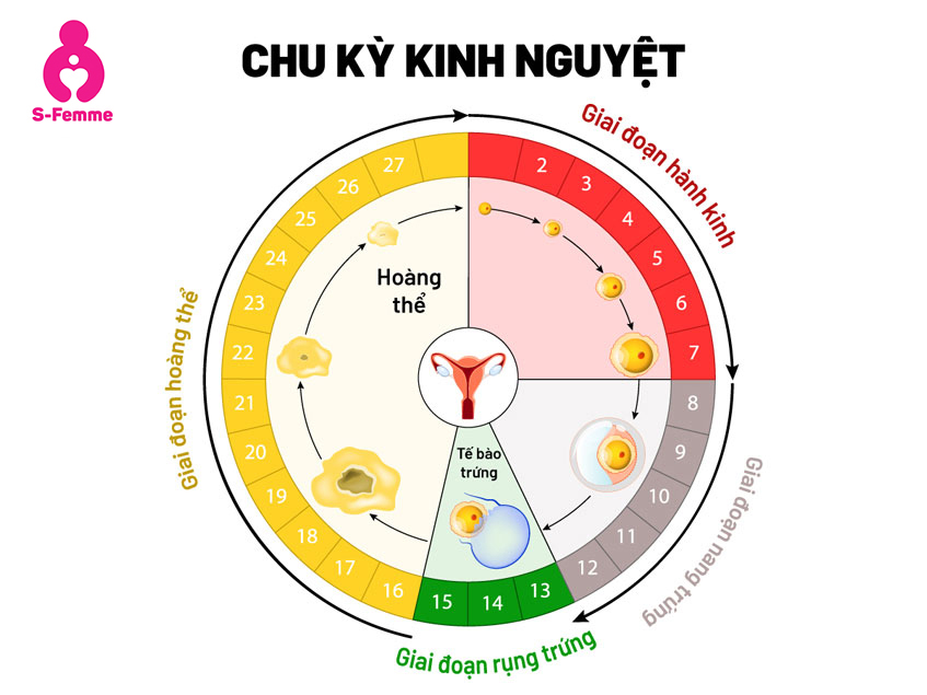 cac-giai-doan-cua-cku-ky-kinh-nguyet-binh-thuong_1