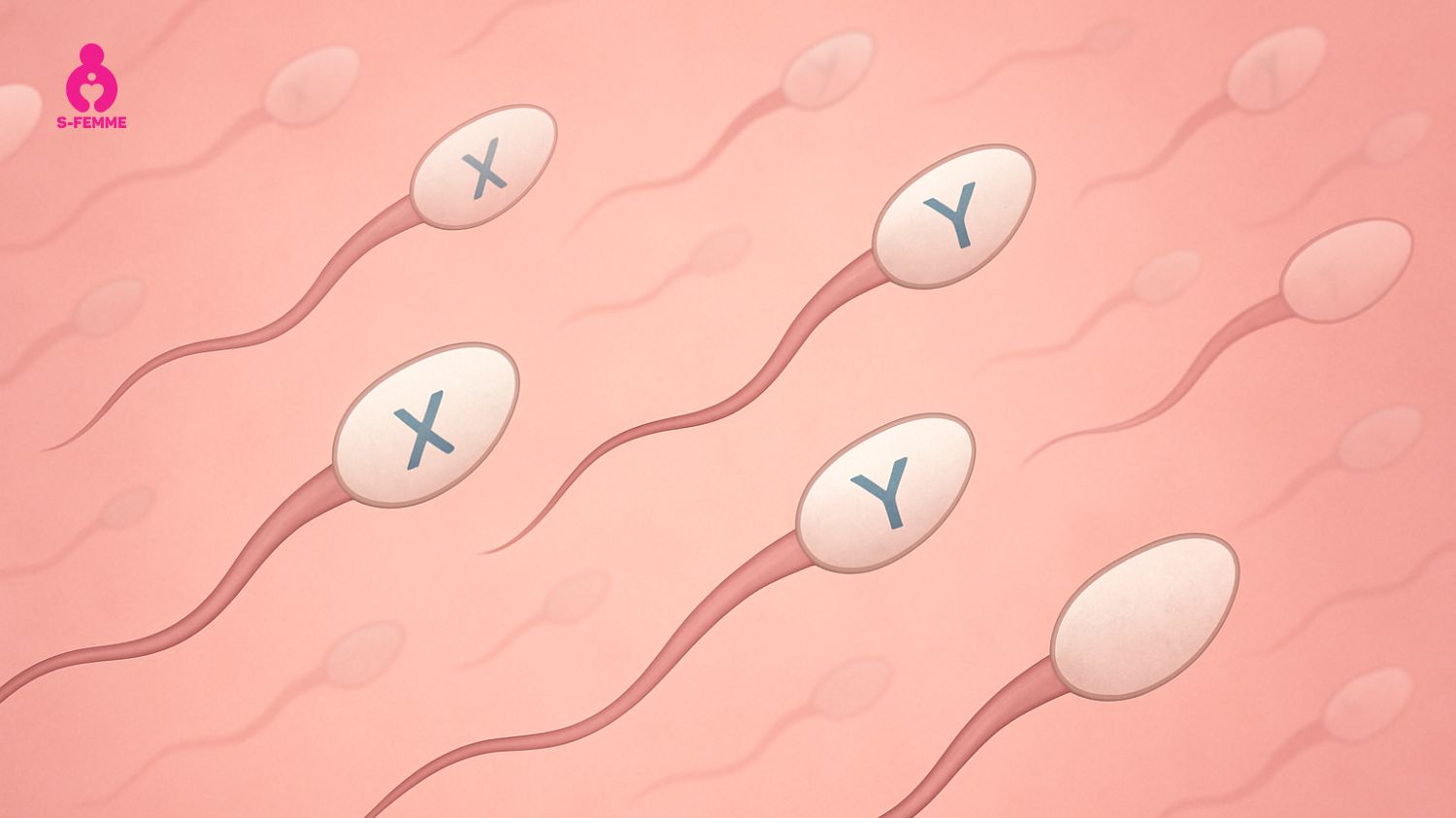 Sự khác biệt giữa tinh trùng X và Y là lời giải đáp cho câu hỏi 
