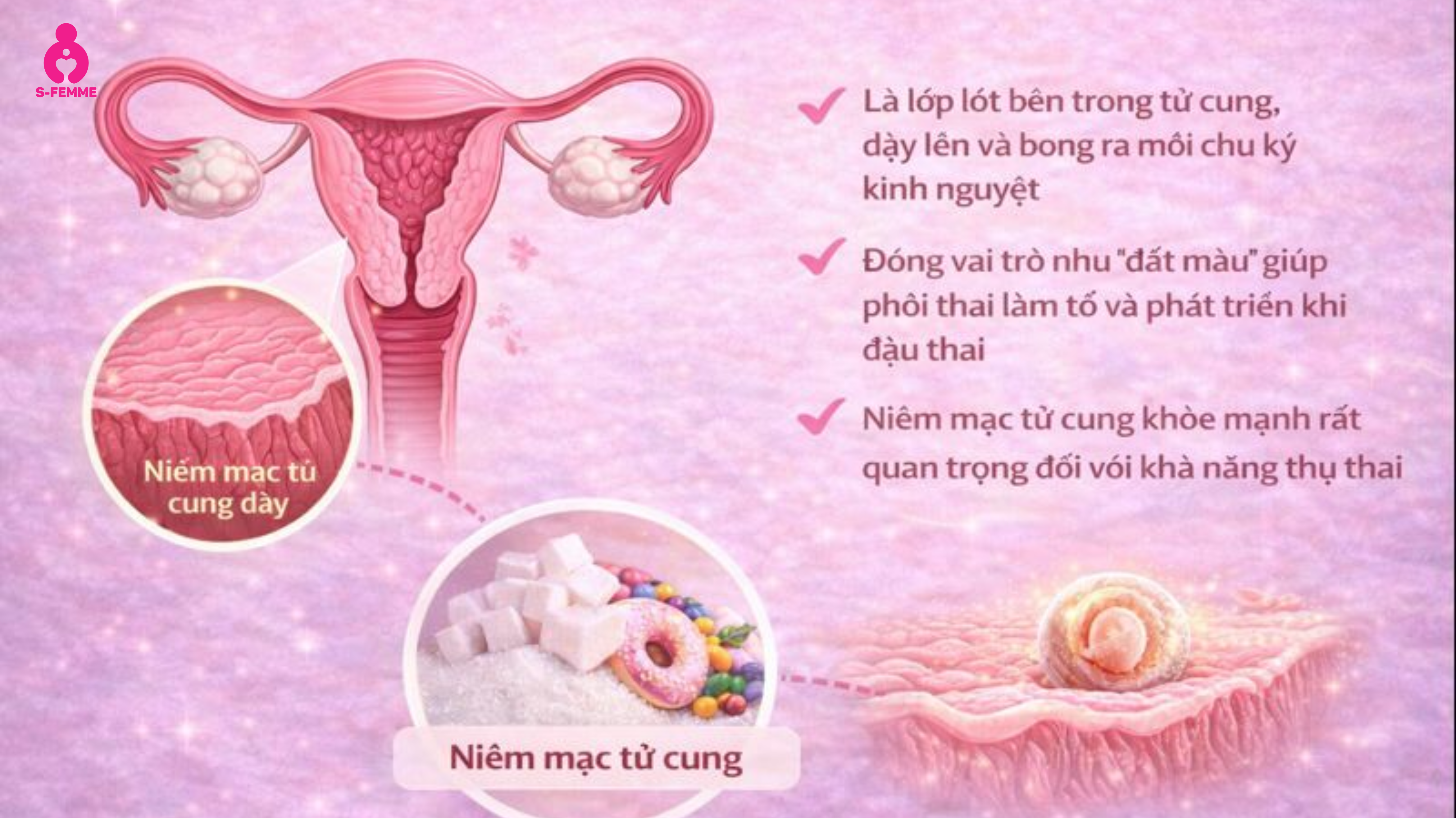 Niêm mạc tử cung là gì